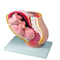 Genital Organ Models (27)